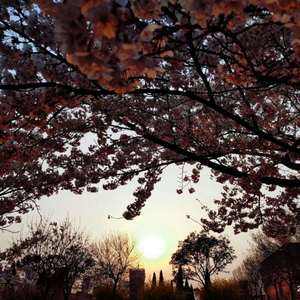 特级大黄AAAAAA片
